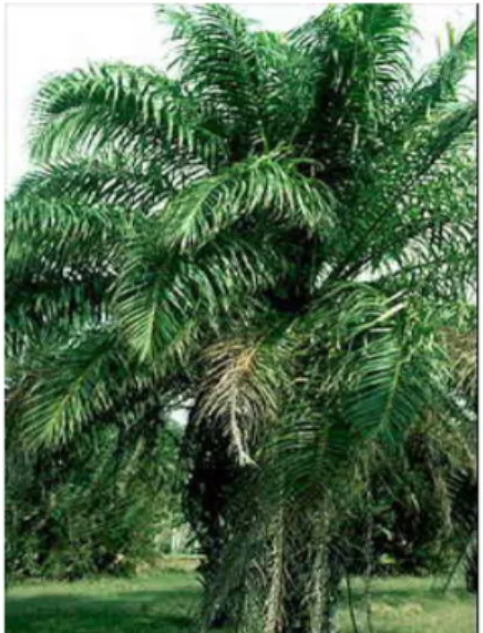 Gambar  1.  Kelapa  sawit  (Elaeis  guineensis 