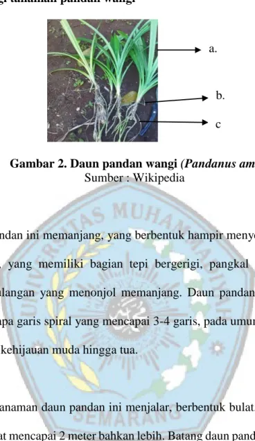Gambar 2. Daun pandan wangi (Pandanus amaryllifolis)  Sumber : Wikipedia 