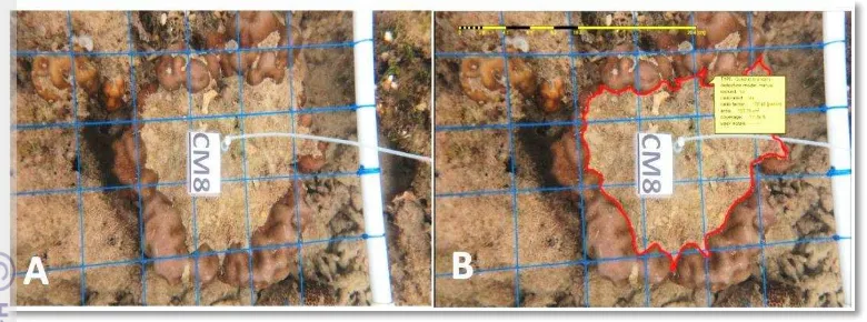 Gambar 2.  Desain pengukuran laju pertumbuhan alga pada karang massive. Bagian A 
