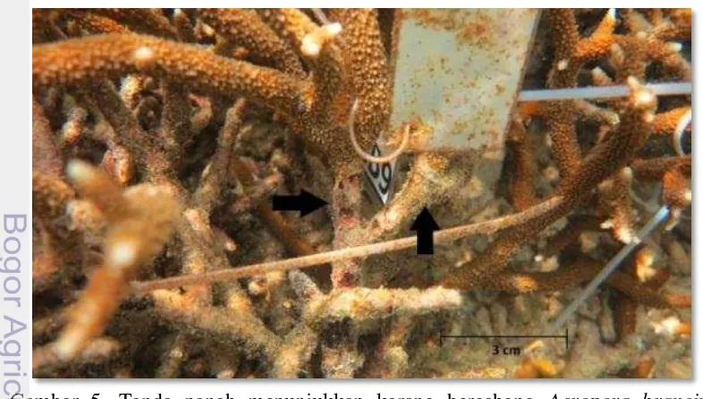 Gambar 5. Tanda panah menunjukkan karang bercabang  Acropora brancing 