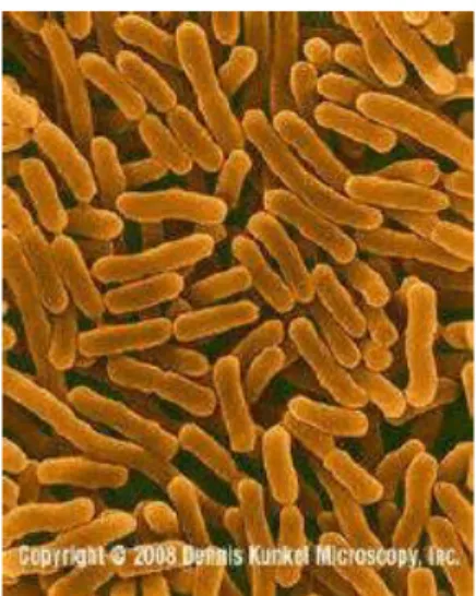 Gambar 2.2 Morfologi Salmonella sp. 