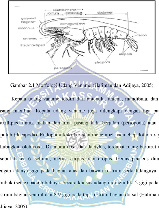 Gambar 2.1 Morfologi Udang Vaname (Haliman dan Adijaya, 2005)