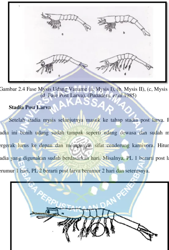 Gambar 2.4 Fase Mysis Udang Vaname (a. Mysis I), (b. Mysis II), (c, Mysis III),  (d. Fase Post Larva), (Pudadera, et.al.1985) 