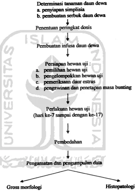 Gambar 1. Skema tata cara penelitian Pengaruh Infusa Daun Dewa (Gynura pseudochina (Lour.) DC) terhadap Gross Morfologi Janin dan