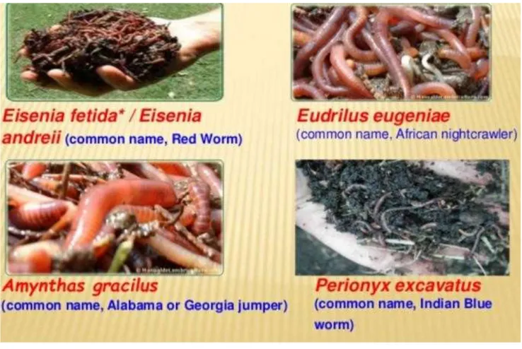 Gambar 3. Beberapa jenis cacing tanah yang digunakan dalam vermikomposting  Prospek Penelitian Bioremediasi 