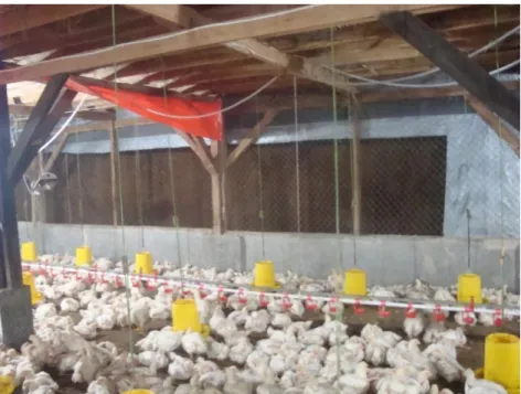 Gambar 6. Cooling pad pada kandang 