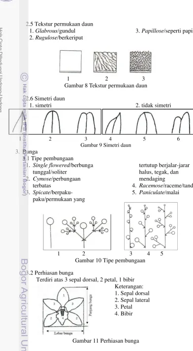 Gambar 8 Tekstur permukaan daun 