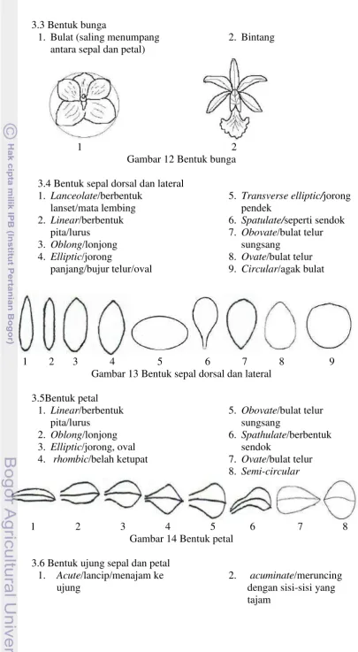 Gambar 12 Bentuk bunga 