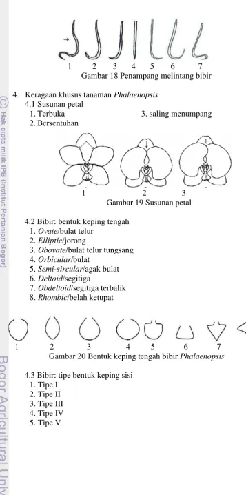 Gambar 18 Penampang melintang bibir 