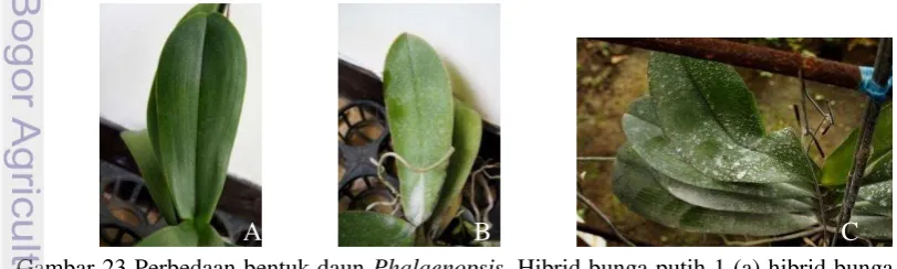 Gambar 23 Perbedaan bentuk daun Phalaenopsis. Hibrid bunga putih 1 (a) hibrid bunga 