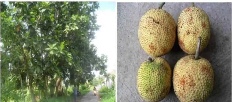 Gambar 1. Pohon induk (A) dan buah sukun lokal (B) dari Yogyakarta 