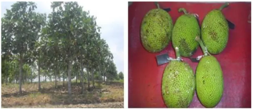 Gambar 2. Pohon induk (A) dan buah sukun (B) dari Bone, Sulawesi Selatan  