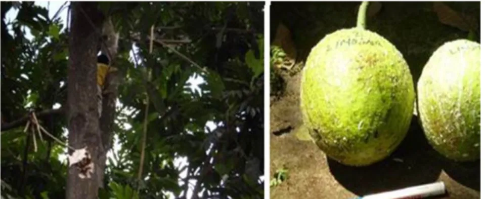 Gambar 4. Pohon induk (A) dan buah sukun (B) dari Bali 