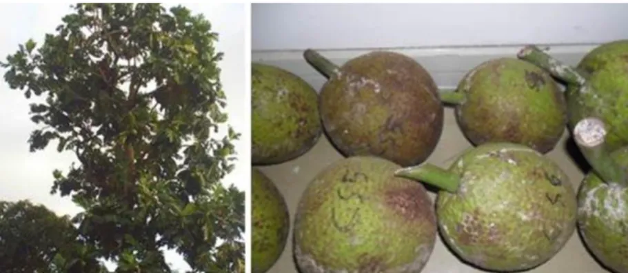 Gambar 5. Pohon induk (A) dan buah sukun (B) dari Cilacap, Jawa Tengah 