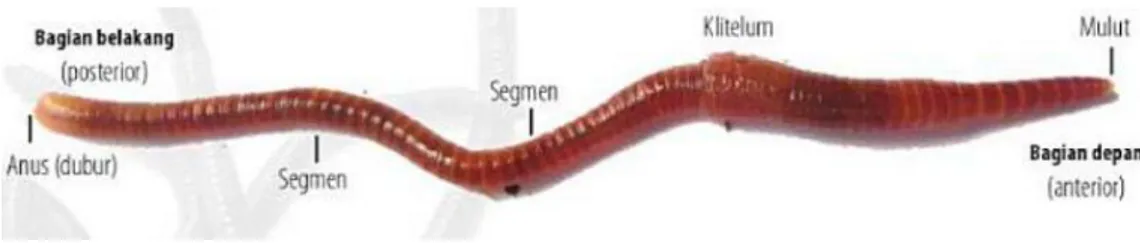 Gambar morfologi cacing tanah dapat dilihat di bawah ini :  