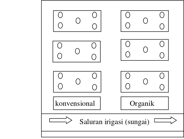 Gambar 1  Petak contoh pengamatan sistem organik dan konvensional. 
