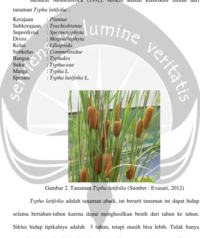 Gambar 2. Tanaman Typha latifolia 