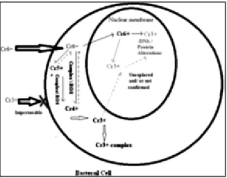 Gambar 2. 4 Skema Transport Cr(VI) ke dalam Sel Bakteri
