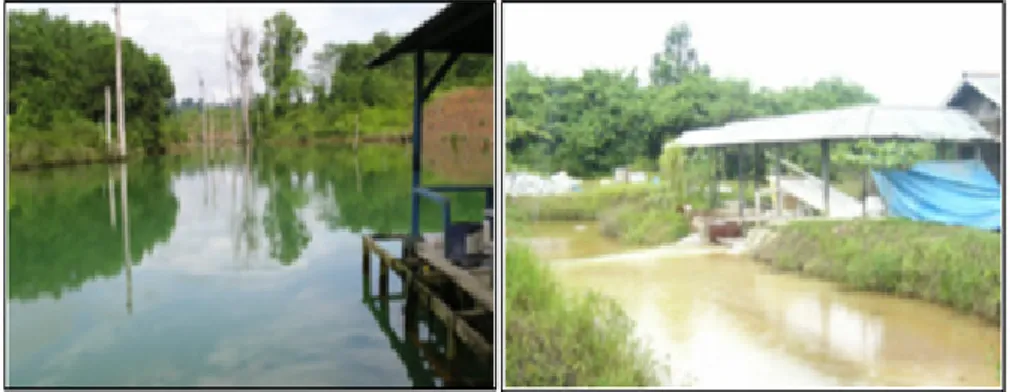 Gambar 3a. Settling Pond WMP 7, Lati.  Gambar 3b. Outlet Pengolahan Aktif (CaOH). 