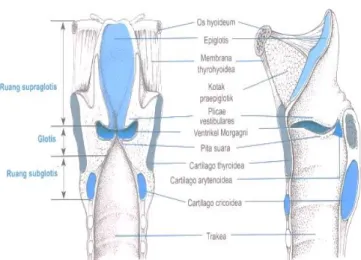Gambar  2.6  Susunan  Anatomi  Laring  Manusia,  (a)  memperlihatkan  potongan  koronal  dengan  pandangan  dari  dorsal;  (b)  memperlihatkan  potongan sagital dengan pandangan dari kiri [16]