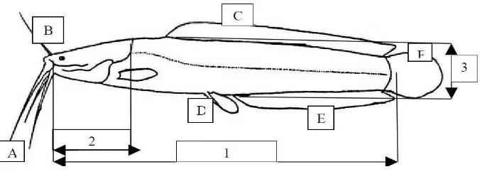 Gambar 2.3. Kelamin jantan dan betina ikan lele (Clarias sp.) 