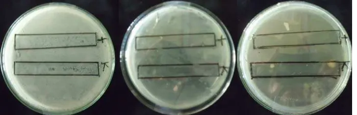 Gambar 8. Hasil bioautografi fraksi polar (A), fraksi semipolar (B), dan fraksi nonpolar (C) terhadap bakteri Escherichia coli