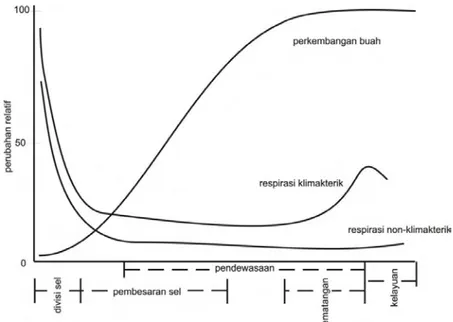 Gambar 4. Pola pertumbuhan dan respirasi buah dan sayuran selama   perkembangan (Biale, 1964 dalam Salunkhe et al