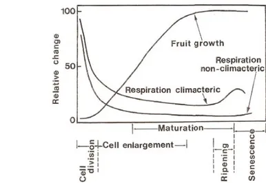 Gambar 5. Grafik pola pertumbuhan dan laju respirasi buah-buahan (Wills et al 1982 )  2