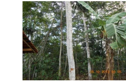Gambar 2 Hutan rakyat di Desa Bayasari 
