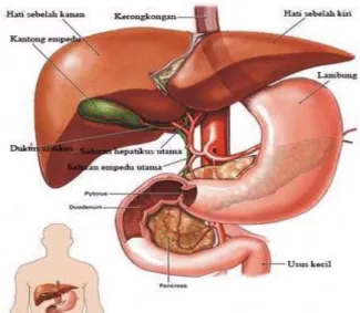 Gambar 2.1 Anatomi hati  Sumber: www.google.com 
