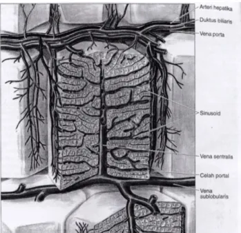 Gambar 2.1 Gambar Skematis Struktur Hati (Junqueira dan Carneiro, 2003). 