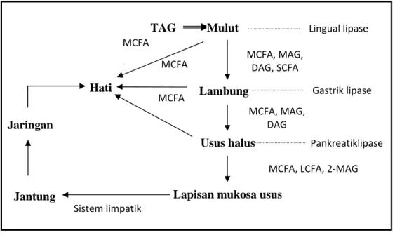 Gambar 2.4  Metabolisme dan transportasi triasilgliserol pada manusia                        (Sumber: Willis, et al., 1998) 