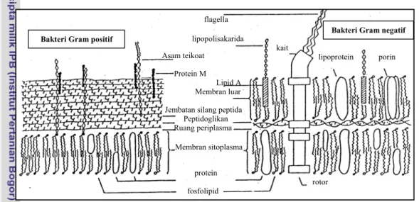 Gambar 1  Perbedaan permukaan sel bakteri Gram positif dan Gram negatif   (Moat dan Foster 1988) 
