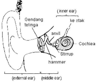 Gambar 7.4 Struktur Telinga Manusia 