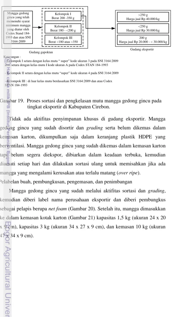 Gambar 19.  Proses sortasi dan pengkelasan mutu mangga gedong gincu pada  tingkat eksportir di Kabupaten Cirebon