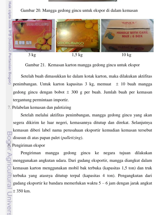 Gambar 21.  Kemasan karton mangga gedong gincu untuk ekspor  Setelah buah dimasukkan ke dalam kotak karton, maka dilakukan aktifitas  penimbangan