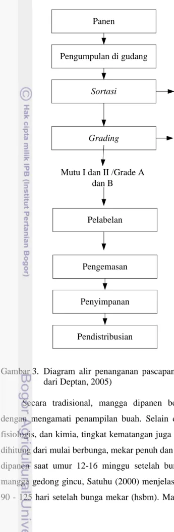Gambar 3.  Diagram  alir  penanganan  pascapanen  mangga  gedong  gincu  (diolah  dari Deptan, 2005) 