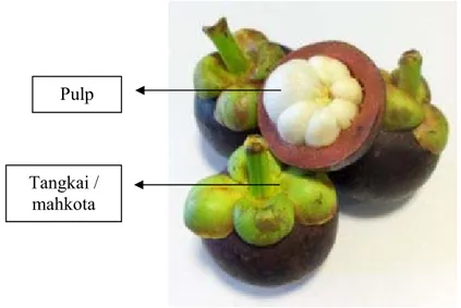 Gambar 1. Buah Manggis (Garcinia mangostana L.) 
