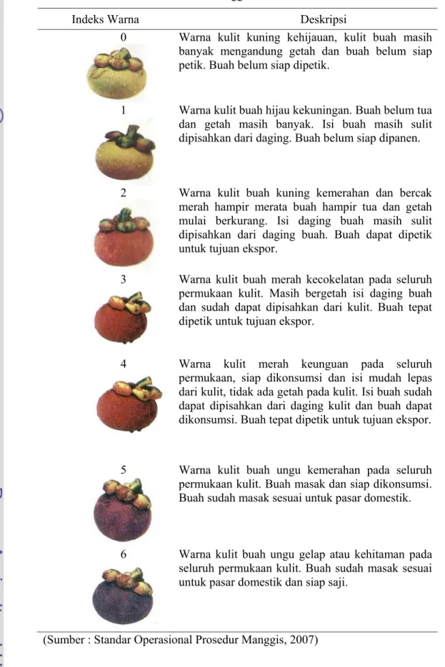 Tabel 4. Indeks Kemasakan Buah Manggis 