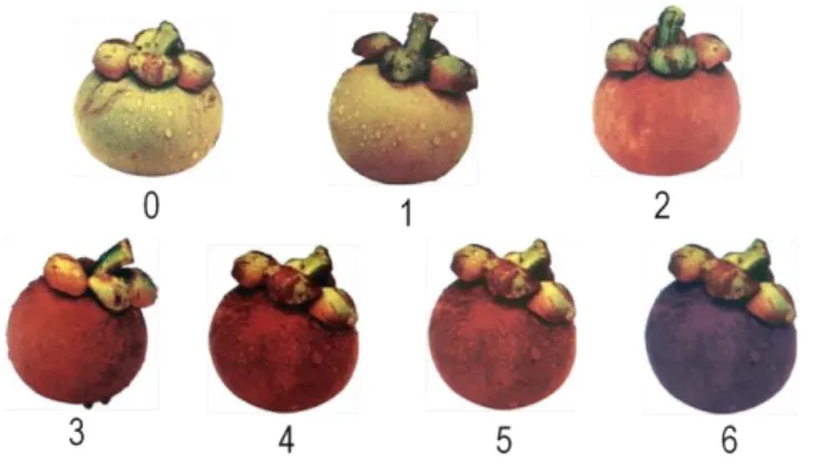 Gambar 1  Indeks  kamatangan  buah  manggis  (Deptan  2006).