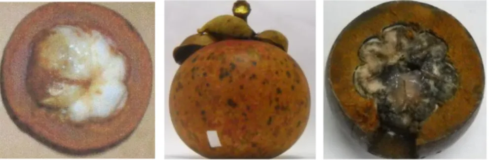 Gambar 2.  Kerusakan buah manggis (a) getah kuning, (b) bercak hitam pada   kulit buah, dan (c) kerusakan daging buah pada akhir penyimpanan