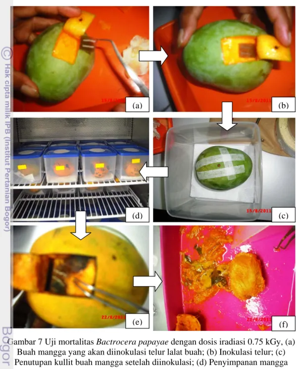 Gambar 7 Uji mortalitas Bactrocera papayae dengan dosis iradiasi 0.75 kGy, (a)  Buah mangga yang akan diinokulasi telur lalat buah; (b) Inokulasi telur; (c)  Penutupan kullit buah mangga setelah diinokulasi; (d) Penyimpanan mangga  setelah diiradiasi; (e) 