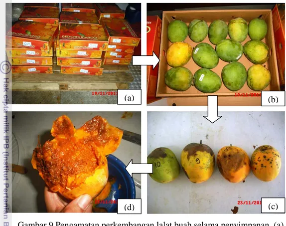 Gambar 9 Pengamatan perkembangan lalat buah selama penyimpanan, (a)  Persiapan buah mangga yang akan diiradiasi; (b) Buah mangga setelah diiradiasi; 