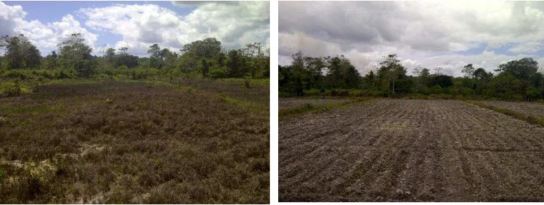 Gambar 1 Lahan awal (kiri) dan lahan siap tanam (kanan) 