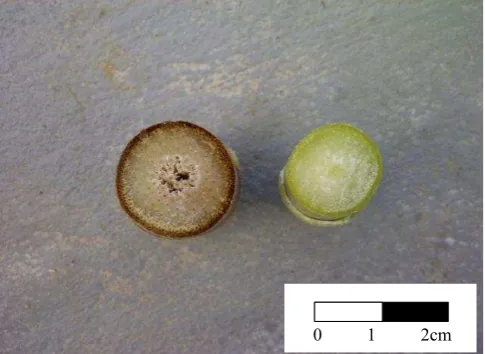 Gambar 4 Perbandingan diameter batang galur bmr                       (kiri) dan sweet sorghum (kanan)