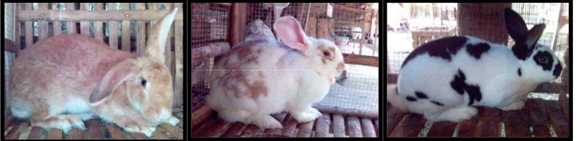 Gambar 6. Fenotipe Kelinci Flemish Giant, English Spot dan Rex  