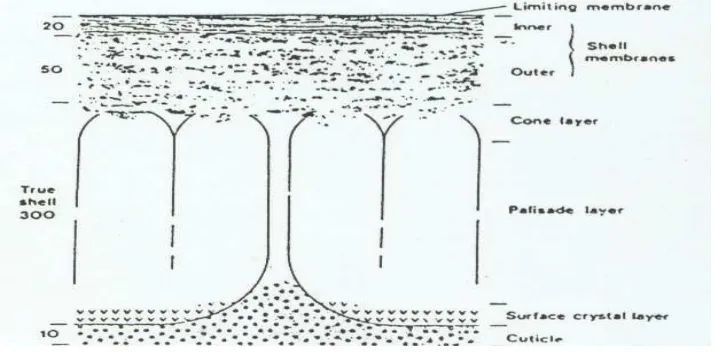 Gambar 1. Penampang Melintang Kerabang Telur (Walton et al., 1973) 