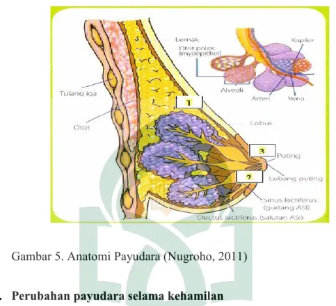 Gambar 5. Anatomi Payudara (Nugroho, 2011) 