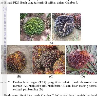Gambar 7  Tandan buah segar (TBS) yang tidak sehat:  buah abnormal dan 