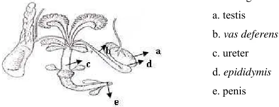 Gambar 1. Organ Reproduksi Mencit Jantan  
